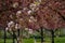 Closeup of cherry blossoms in full bloom at the Brooklyn Botanic Garden, New York City