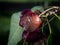 Closeup of cherry fruit rot _ Monilia