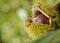 Closeup on chestnut in shell