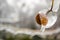 Closeup chestnut shell half engulfed in clear ice, hanging from a tree branch in a park in Bucharest, Romania, during Winter