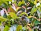 Closeup of Chestnut-throated Apalis bird perched on small branch surrounded by green leaves