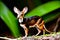 closeup chevrotain in forest