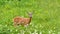 Closeup of a chewing deer standing in spring grassland