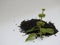 Closeup of Chia, Salvia hispanica Pile of seeds with flowers on white background