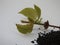 Closeup of Chia, Salvia hispanica Pile of seeds with flowers on white background