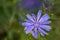 Closeup of a Chicory Wildflower, Cichorium intybus