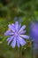 Closeup of a Chicory Wildflower, Cichorium intybus