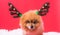 Closeup Chihuahua dog funny portrait in reindeer, christmas deer costume