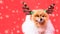 Closeup Chihuahua dog funny portrait in reindeer, christmas deer costume