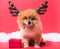 Closeup Chihuahua dog funny portrait in reindeer, christmas deer costume