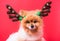 Closeup Chihuahua dog funny portrait in reindeer, christmas deer costume