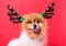 Closeup Chihuahua dog funny portrait in reindeer, christmas deer costume