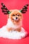 Closeup Chihuahua dog funny portrait in reindeer, christmas deer costume