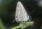 Closeup with the chilades lycaenidae butterfly