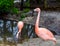 Closeup of a chilean flamingo, colorful tropical bird from America