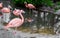 Closeup of a chilean flamingo standing at the water side with other flamingos in the water, near threatened tropical birds from