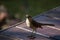 Closeup of a Chilean mockingbird standing on a wooden table in a field under the sunlight