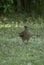 Closeup of a chimango. Bird of prey