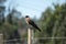 Closeup of a chimango. Bird of prey