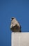 Closeup of a chimango. Bird of prey