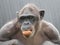 Closeup Chimpanzee Sitting down and Eating Fruit short hair