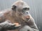 Closeup Chimpanzee Sitting down and Eating Fruit short hair