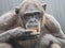 Closeup Chimpanzee Sitting down and Eating Fruit short hair