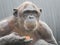 Closeup Chimpanzee Sitting down and Eating Fruit short hair