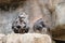 Closeup of chimpanzees sitting