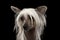 Closeup Chinese Crested dog Looking up, Isolated Black background
