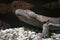 Closeup of a Chinese giant salamander with rocks in a background