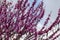 Closeup of Chinese redbud branches with flowers