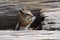 Closeup of a Chipmunk