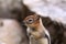 Closeup chipmunk