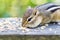 Closeup of chipmunk eating seeds on wooden ledge, soft green for