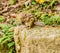 Closeup of chipmunk sitting on a large stone