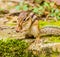 Closeup of chipmunk sitting on a large stone