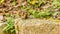 Closeup of chipmunk sitting on a large stone