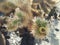 Closeup of cholla cactus with flowering buds in Joshua Tree National Park