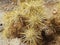 Closeup of Cholla Cactus Spines