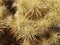 Closeup of Cholla Cactus Spines