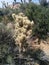 Closeup of cholla jumping cactus in Joshua Tree National Park