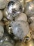 Closeup Christmas ornaments gold silver and white