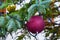 Closeup on Christmas tree branch with purple ball