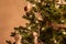 Closeup of Christmas tree with neutral coloured beige decorations