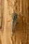 Closeup cicada Euryphara, known as european Cicada, crawling on the tree bark.