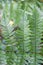 Closeup of Cinnamon Fern fronds on a autumn day