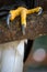 Closeup of a claws of an white-headed american bald eagle