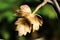 Closeup of a clay handmade leaf on a branch under the sunlight with a blurry background