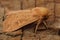 Closeup on the Clay moth, Mythimna ferrago